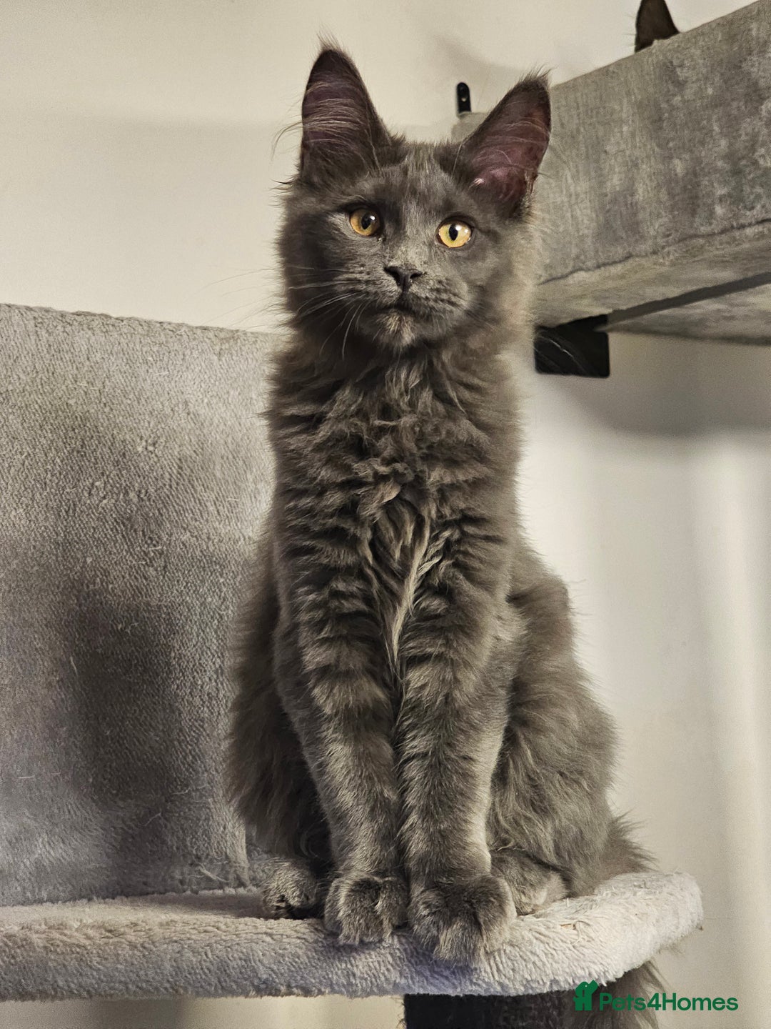 Maine Coon cats for sale: 🔥*STUNNING Litter of 6 Solid*💎*Blue Maine Coon💎 - Advert 6