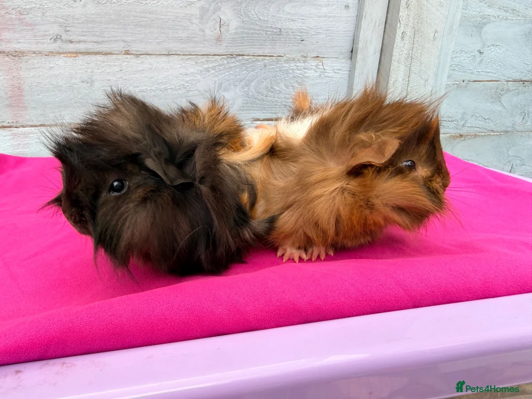 Guinea Pig rodents for sale: Beautiful Funky Haired Sisters - Advert 1