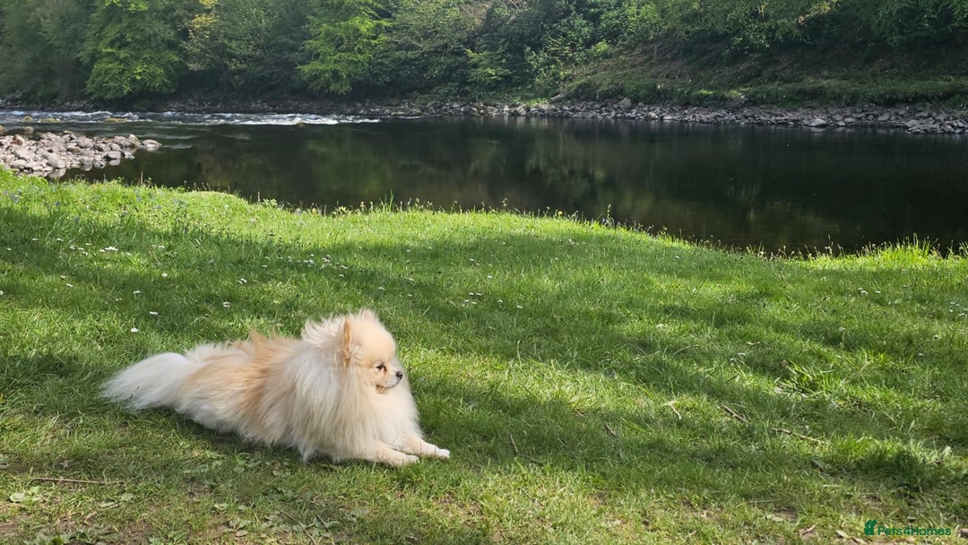 Pomeranian dogs for stud: KC Stunning coat Cream boy for stud  in Borehamwood - Advert 8