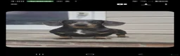 Miniature Dachshund dogs for sale: KC Dachshund Boys - Ready Now - Advert 15