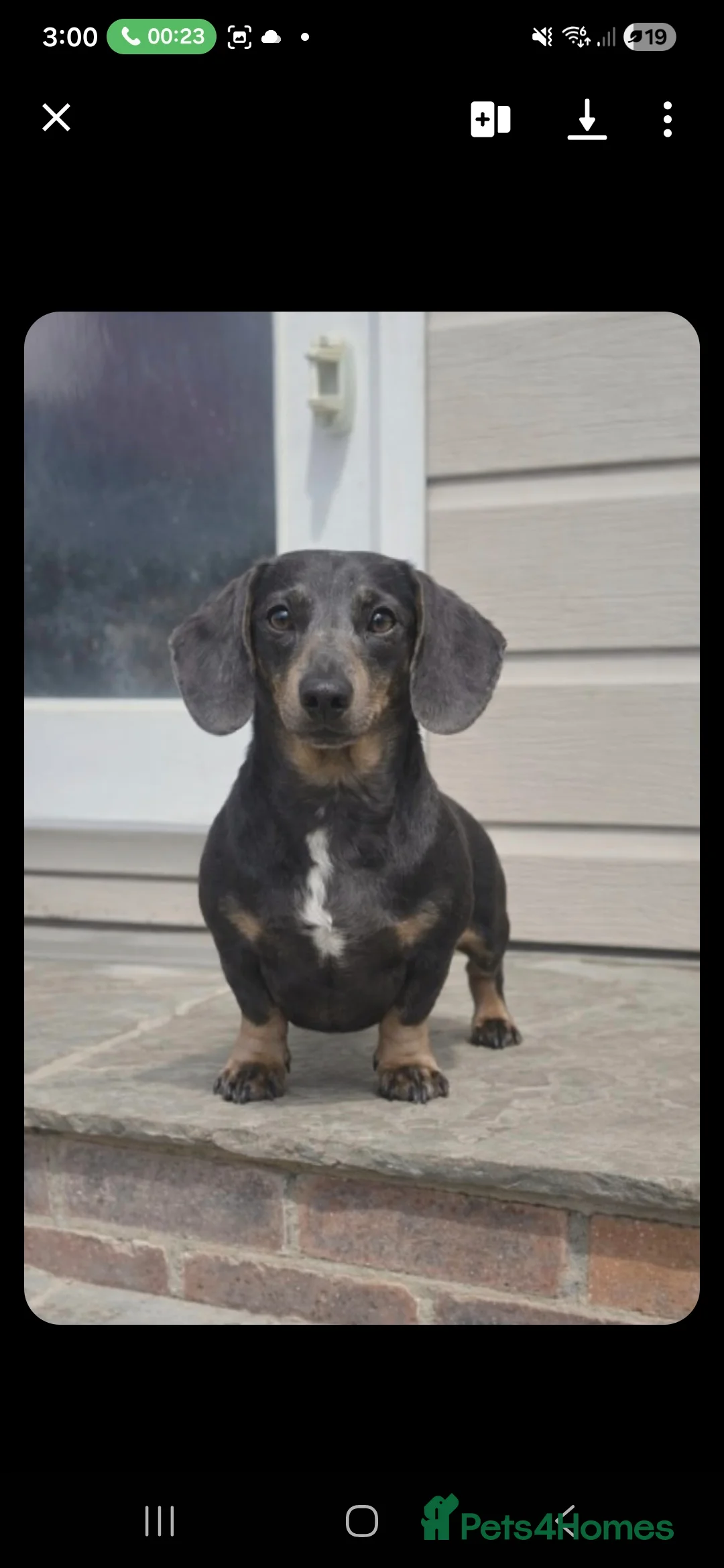 Miniature Dachshund dogs for sale: KC Dachshund Boys - Ready Now - Advert 15