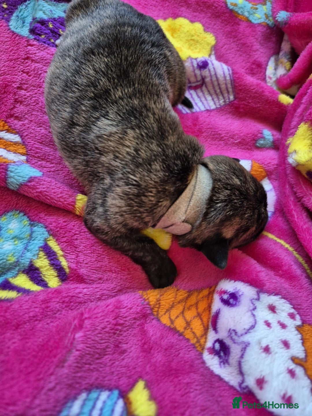 Mixed Breed dogs for sale: Mixed breed puppies for sale  - Advert 16