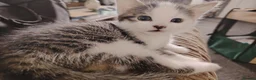 Domestic Shorthair cats for sale: Beautiful Shorthair Kittens Ready for Loving Homes in Bradford - Advert 5