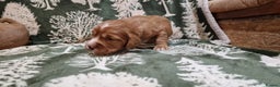 Cocker Spaniel dogs for sale: KC Registered Fox Red Working Cocker Spaniel Pups - Advert 14