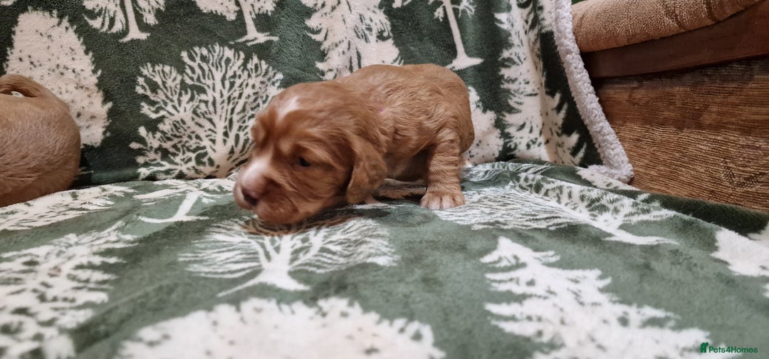 Cocker Spaniel dogs for sale: KC Registered Fox Red Working Cocker Spaniel Pups - Advert 14