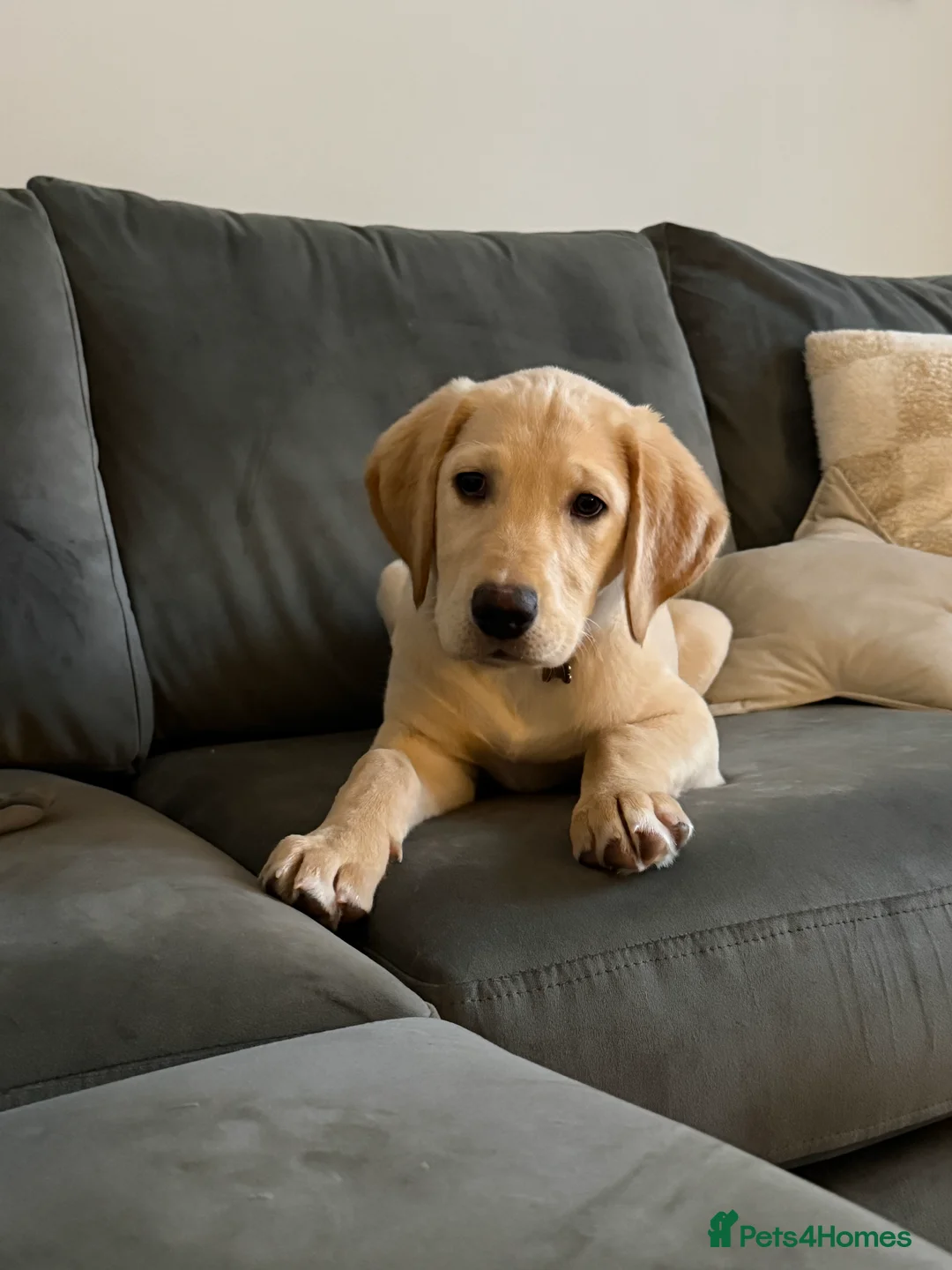 Goldador dogs for sale: GOLDADOR PUPPY COOPER 16 WEEKS - Advert 3