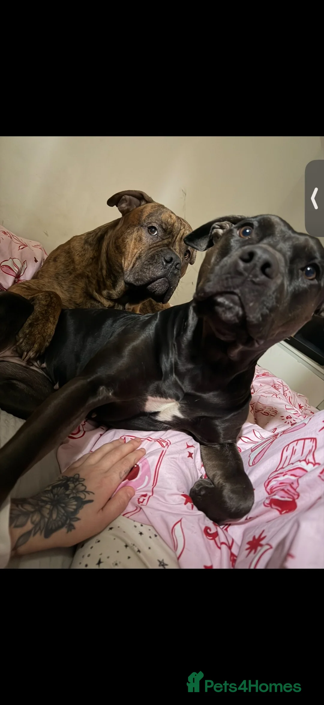 Mixed Breed dogs for sale: Cane corso x staff pups  in Hailsham - Advert 2