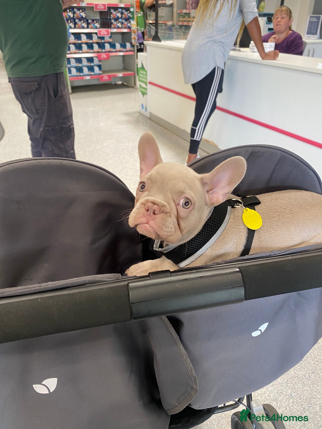 French Bulldog dogs for sale: New Shade Isabella Female French Bulldog  - Advert 4