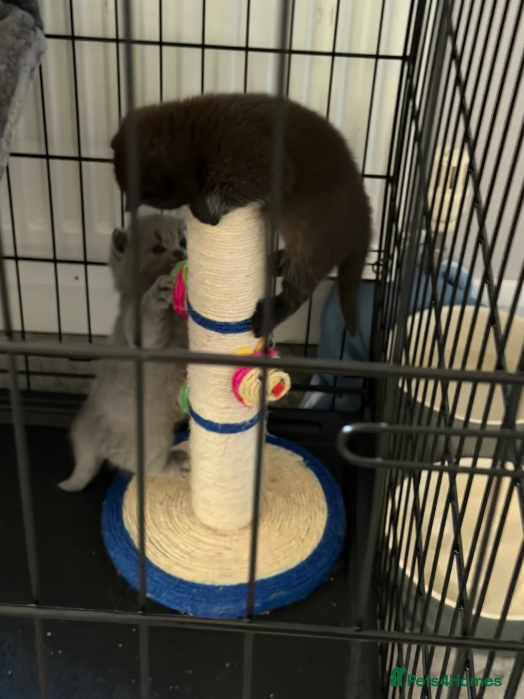 British Shorthair cats for sale: British shorthair kittens  - Advert 7