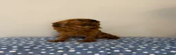 Cavalier King Charles Spaniel dogs for sale: Cavalier King Charles Ruby Puppys - Advert 16