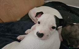 Staffordshire Bull Terrier dogs for sale: RARE CLASSIC MARKINGS - Image 22