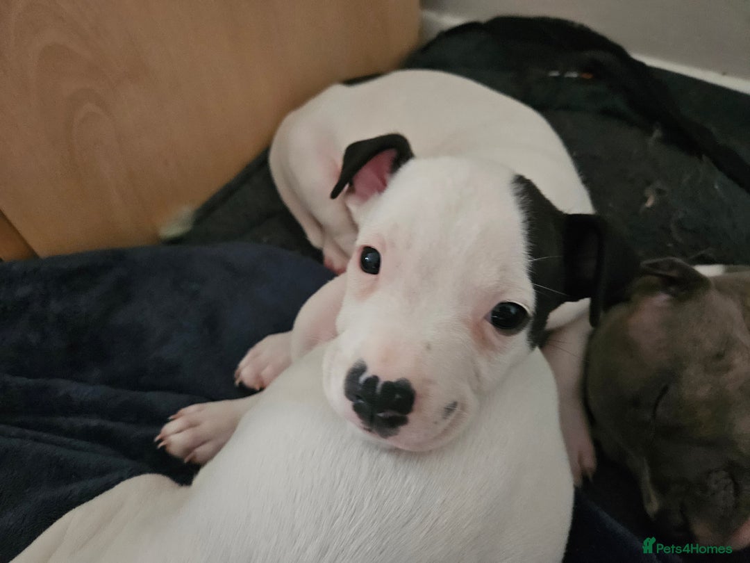 Staffordshire Bull Terrier dogs for sale: RARE CLASSIC MARKINGS - Image 22