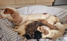 Cockapoo dogs for sale: Cockapoo puppies  - Image 5