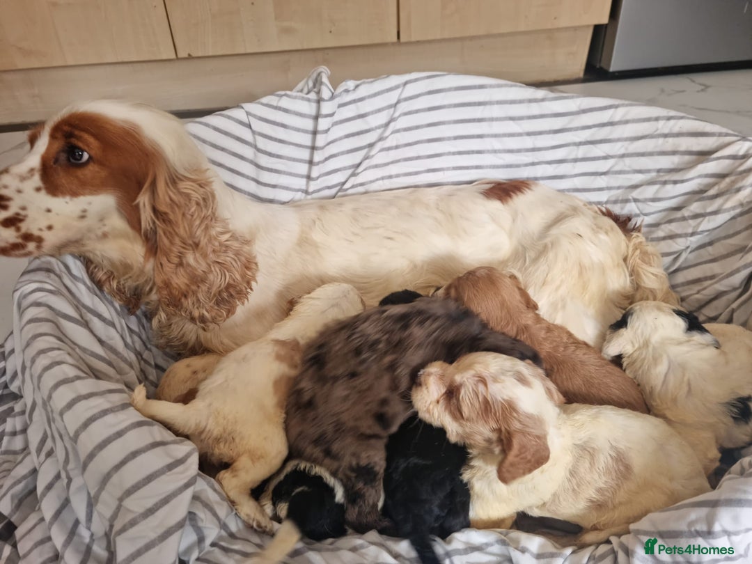 Cockapoo dogs for sale: Cockapoo puppies  - Image 5