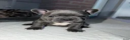 French Bulldog dogs for sale: Pedigree French Bulldog Puppies – Home-Raised - Advert 22