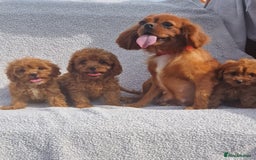 Cavapoo dogs for sale: Exquisite little cavapoos ready to go! - Image 9