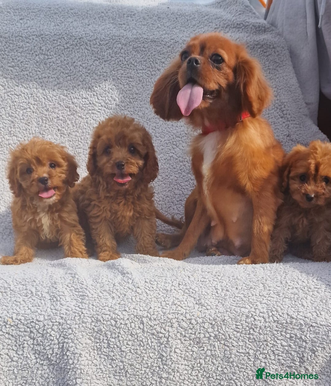 Cavapoo dogs for sale: Exquisite little cavapoos ready to go! - Image 9