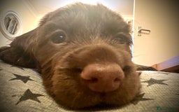 Cocker Spaniel dogs for sale: Cocker Spaniel Puppies- ready 17/12/25 - Advert 11