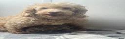 Cavapoo dogs for sale: F1b chocolate merle cavapoo puppy - Advert 1
