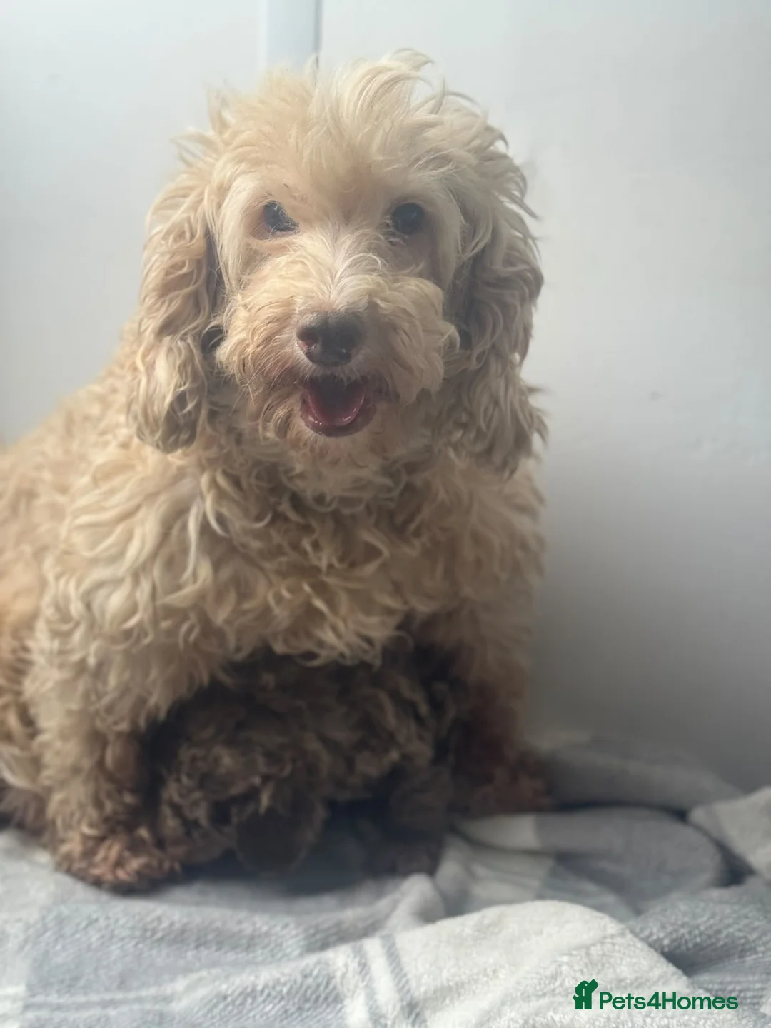 Cavapoo dogs for sale: F1b chocolate merle cavapoo puppy - Advert 1