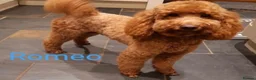 Labradoodle dogs for sale: Extensively Health Tested F1 Miniature Labradoodle - Advert 5