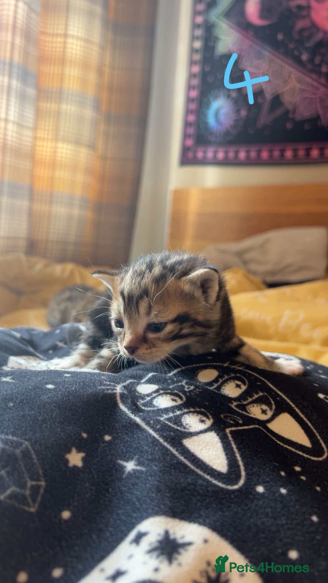 Maine Coon cats for sale: 1 GIRL / 5 BOYS - Image 17