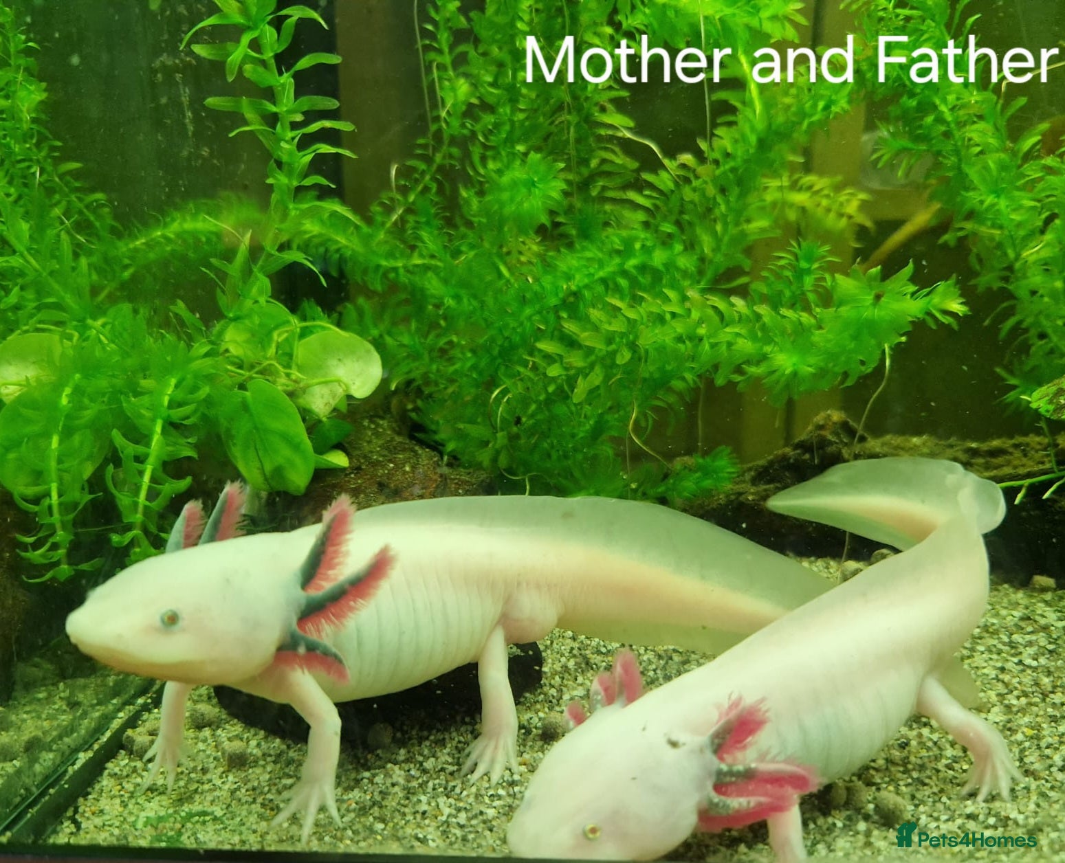 Axolotl reptiles Lucianic Albino  –6 plus weeks Harrow - Advert 2