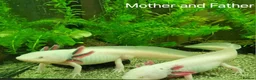 Axolotl reptiles for sale: Beutiful Lucianic Albino Babies - Advert 3