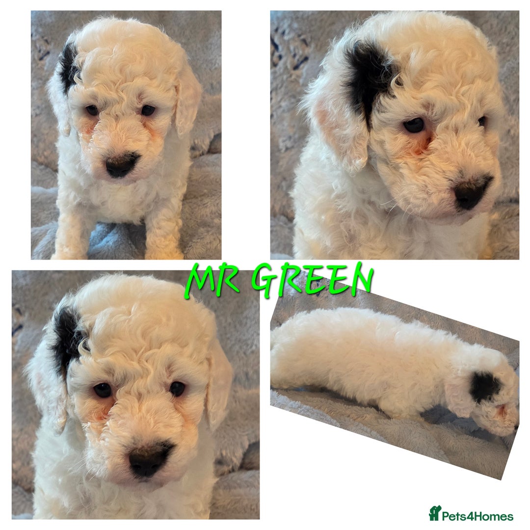 Cavapoo dogs for sale: F1B Cavapoo Puppies 4 boys avialable - Advert 3