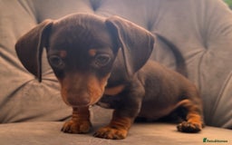 Miniature Dachshund dogs for sale: BEAUTIFUL MINI DACHSHUND PUPPIES READY NOW - Image 29