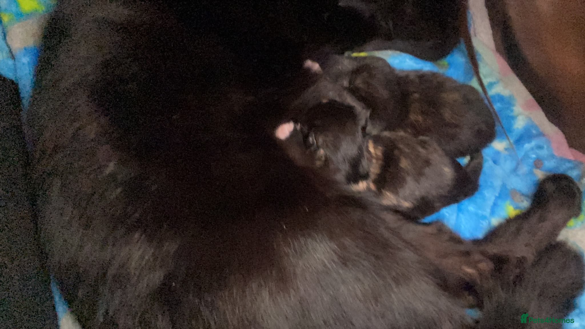 Mixed Breed cats Calico or a tortoiseshell - Advert 2