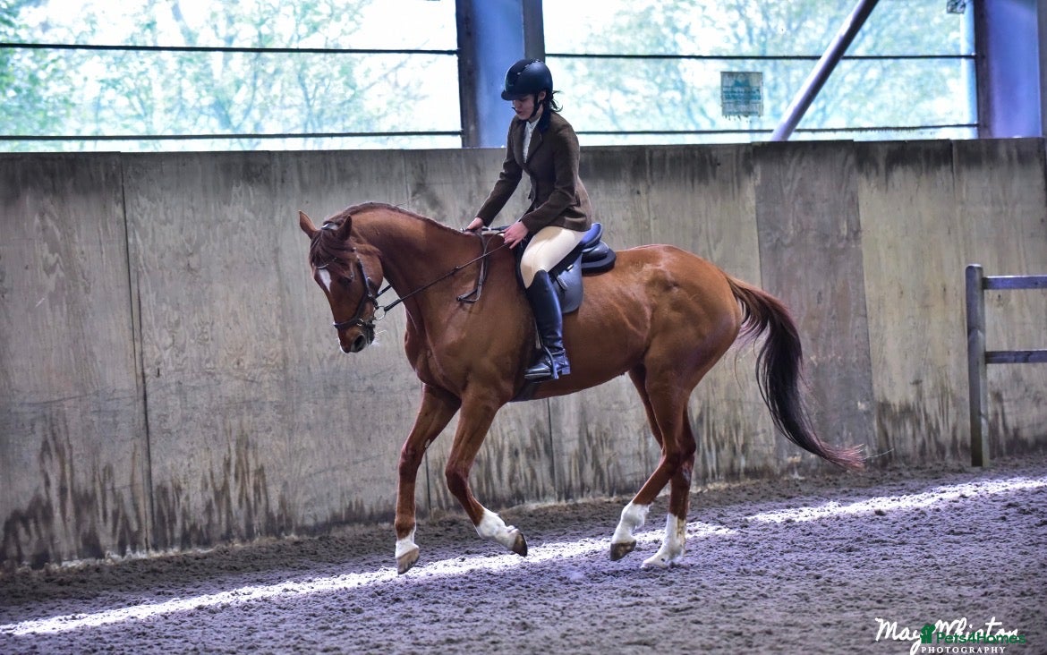 Irish Thoroughbred horses Fly 16.3hh Allrounder Gelding  - Advert 9