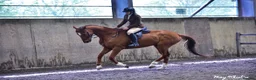 Irish Thoroughbred horses for sale: Fly 16.3hh Allrounder Gelding  in Shrewsbury - Advert 1