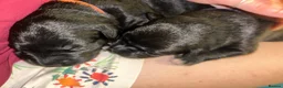 Mixed Breed dogs for sale: 4 puppies for sale  - Advert 3