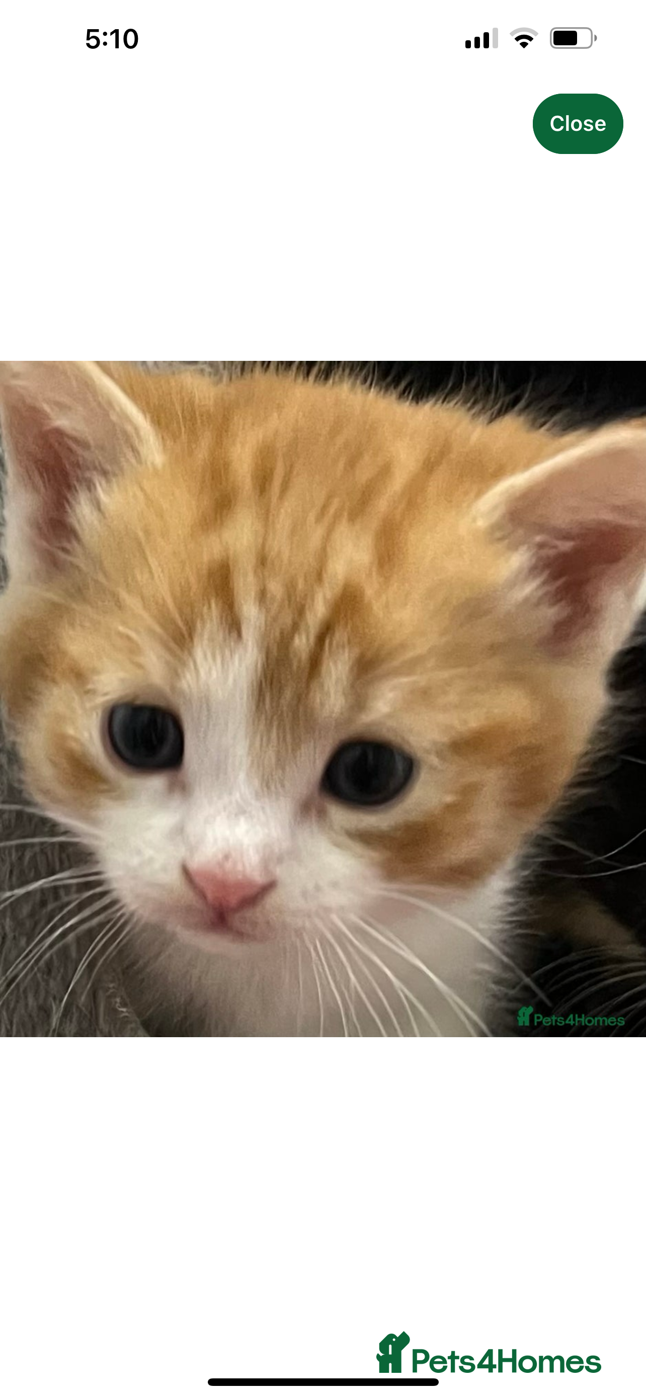 Mixed Breed cats TWO KITTENS REMAINING  - Advert 1