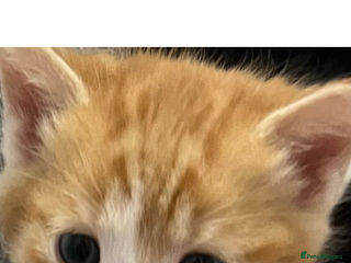 Mixed Breed cats TWO KITTENS REMAINING - Advert 1