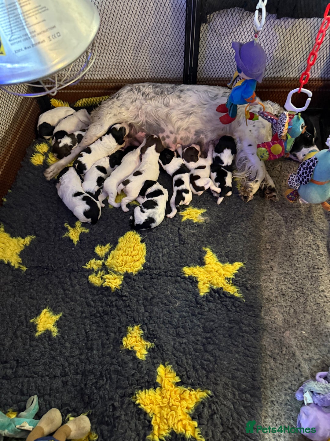 English Springer Spaniel dogs for sale: Kc reg health tested  - Image 11