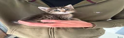 Mixed Breed cats for sale: Half ragdoll half silver bengal  - Advert 14