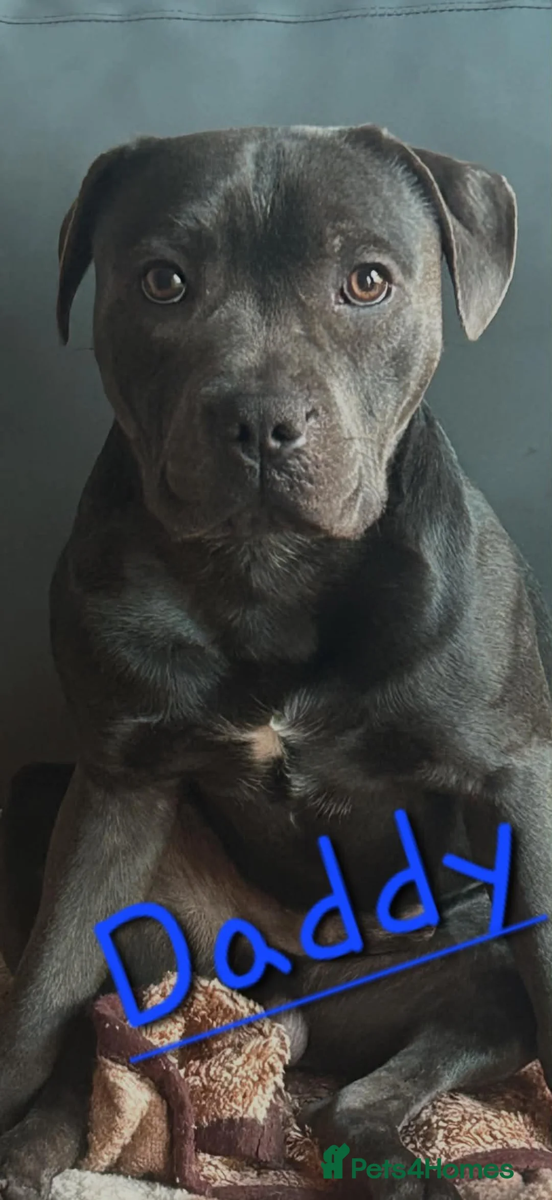 Staffordshire Bull Terrier dogs for sale: Beautiful Blue Staffies ❤️🙌 - Advert 22