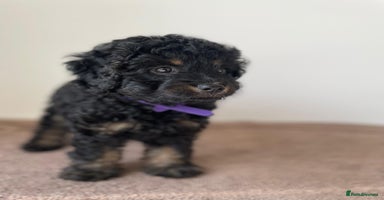 Cavapoo dogs - Advert 2