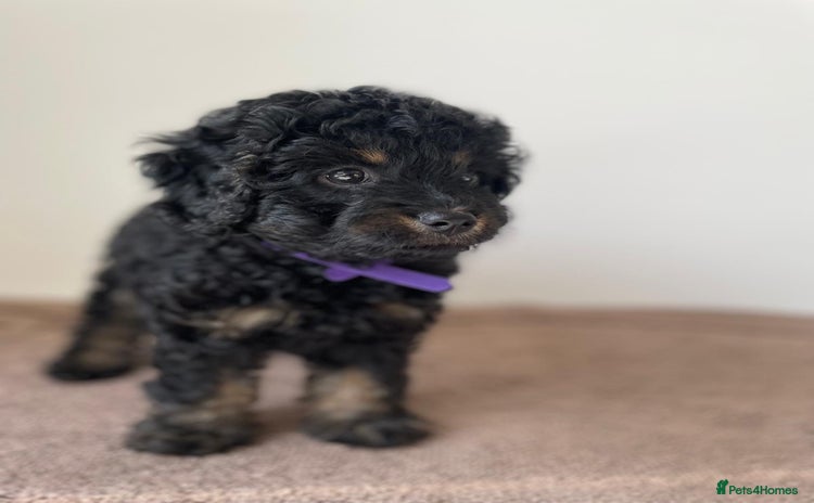 Cavapoo dogs - Advert 3