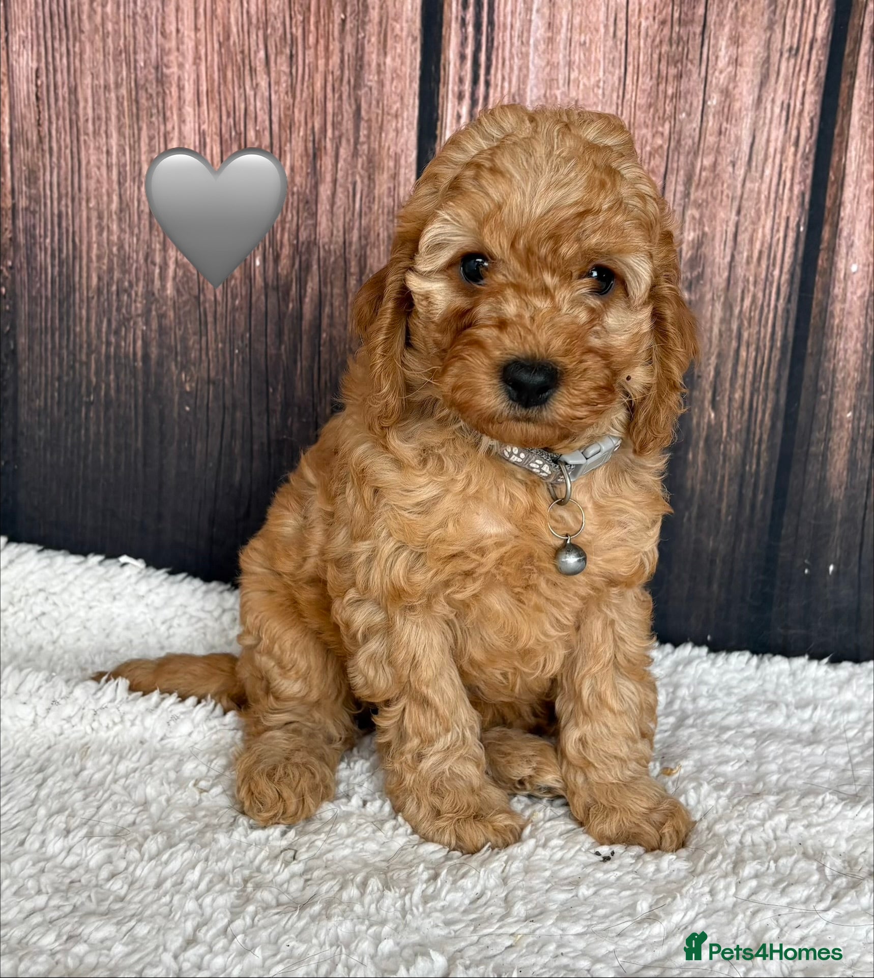 Cockapoo dogs for sale: Miniature Cockapoo puppies for ssle - Advert 10