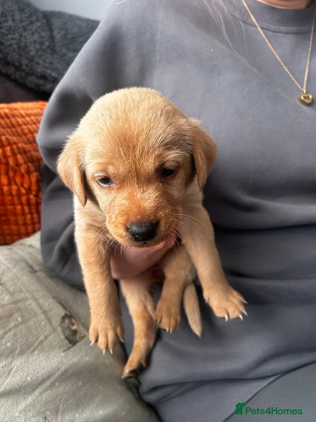 Labrador Retriever dogs for sale: Red fox Labrador puppies  - Advert 3
