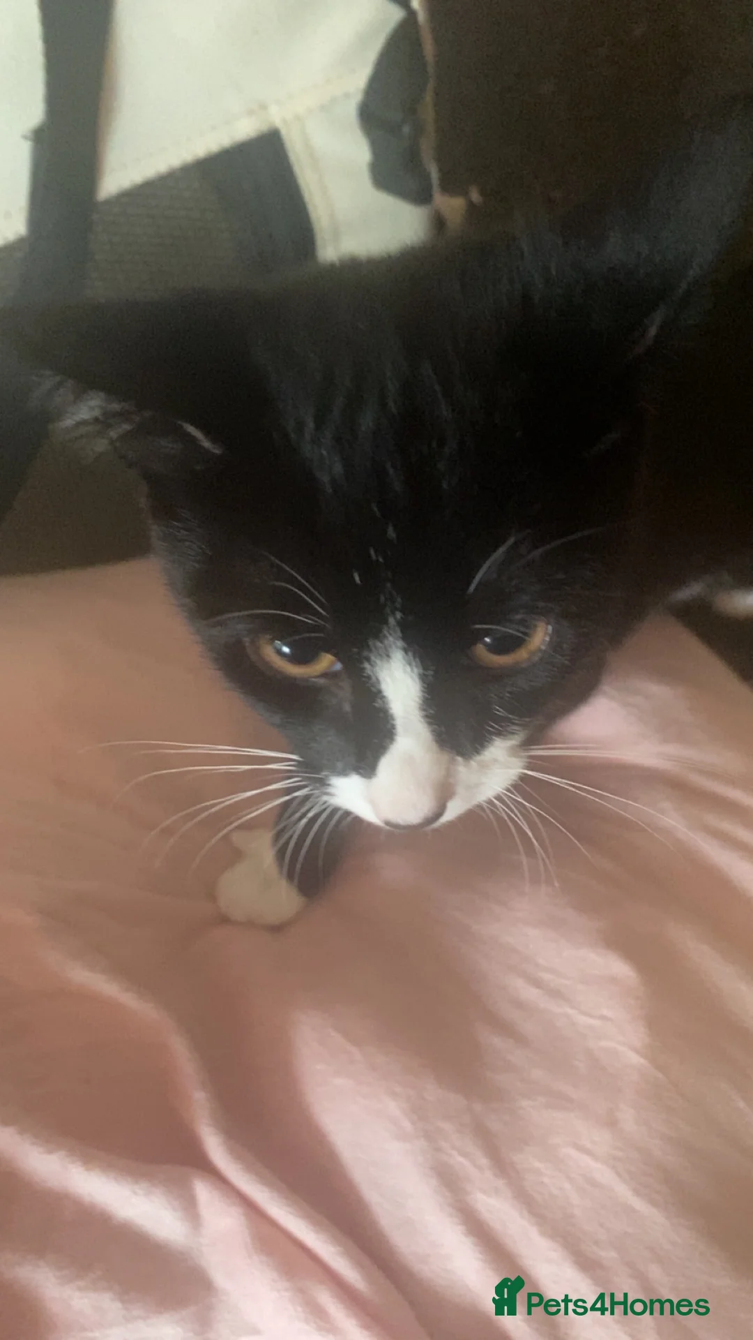 British Shorthair cats for sale: Tuxedo cat  in Leeds - Advert 2
