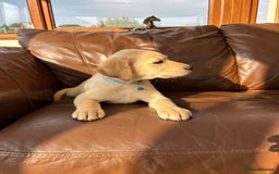 Labrador Retriever dogs for sale: 6 Beautiful Yellow Labradors  - Image 13