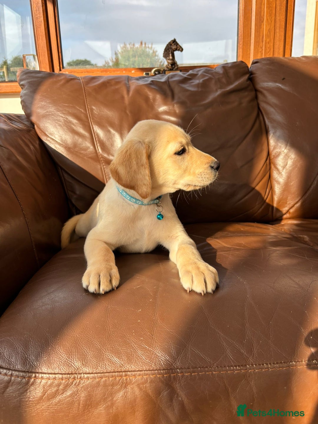 Labrador Retriever dogs for sale: 6 Beautiful Yellow Labradors  - Image 13