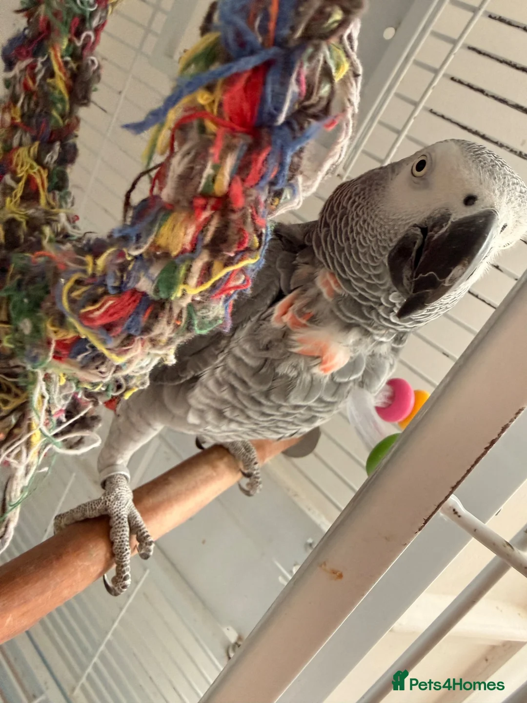 Parrots birds for sale: African Grey aka “Ollie”  in Dover - Advert 1