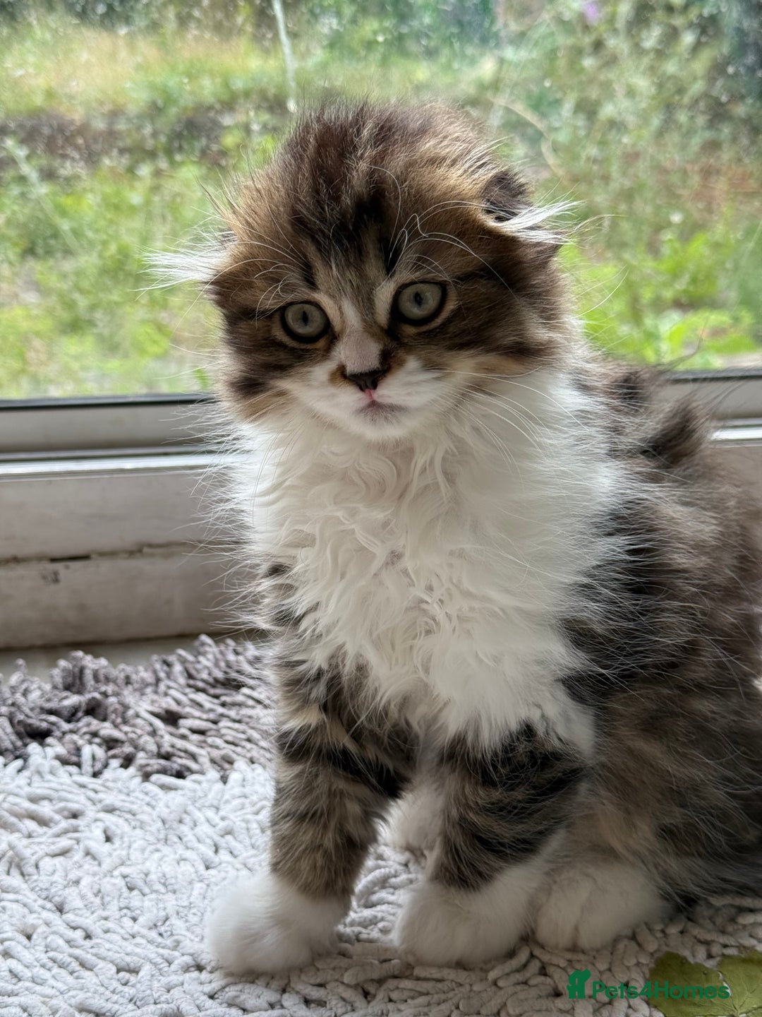 Scottish Fold cats for sale: Two beautiful kittens with mother - Image 10