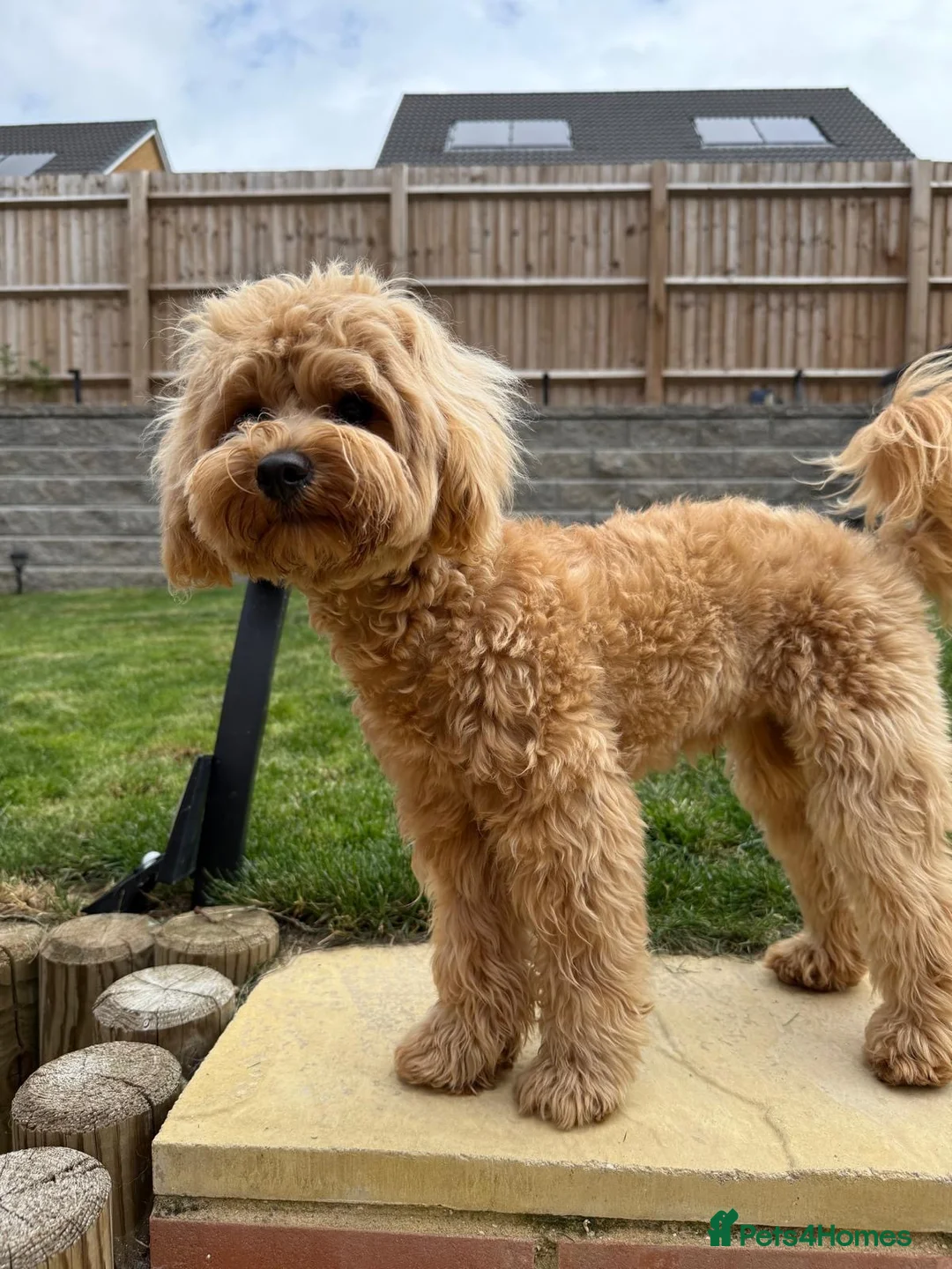 Maltipoo dogs for sale: Teddy is a very very well behaved and trained  - Advert 1