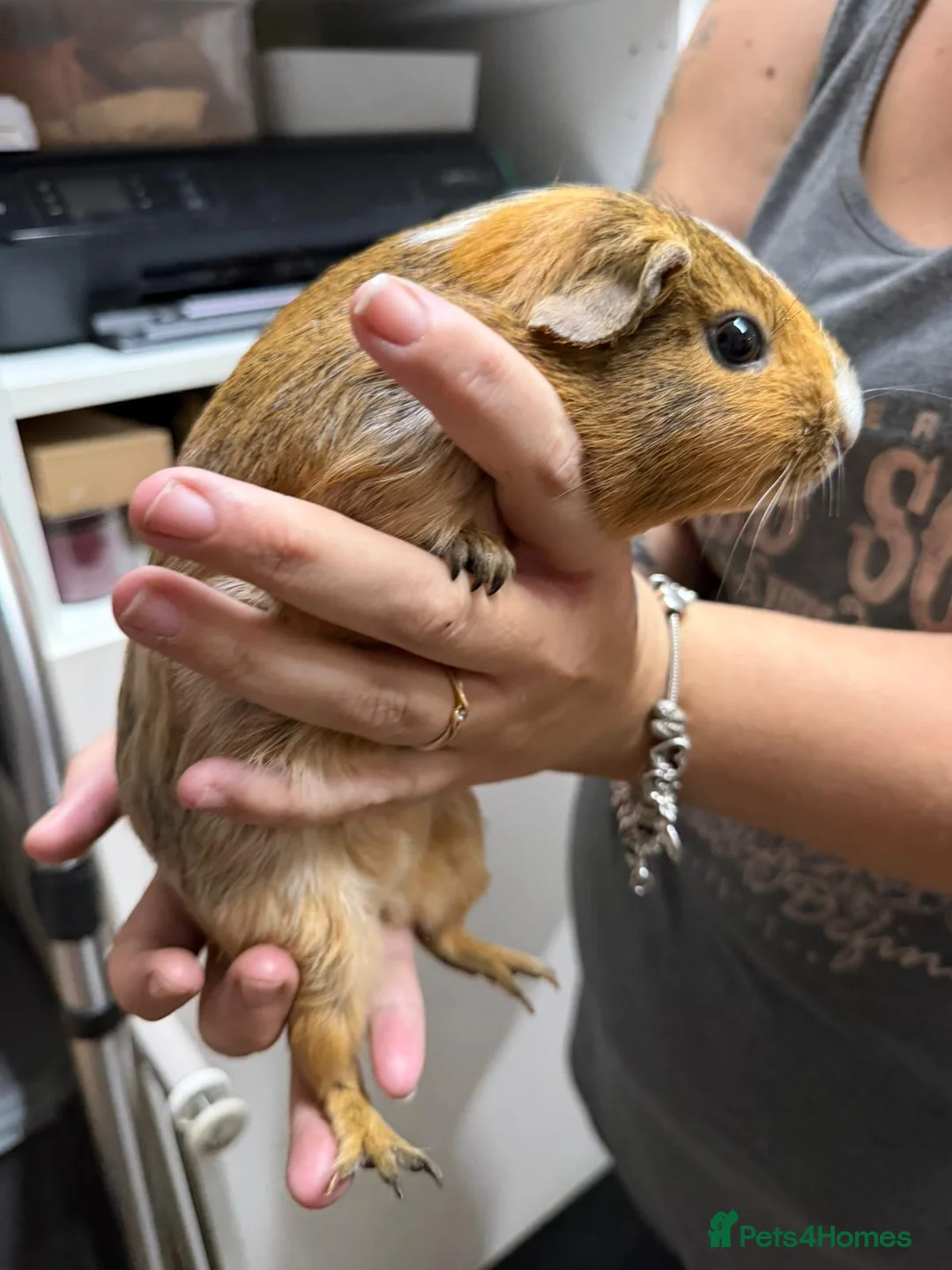 Guinea Pig rodents for sale: Guinea pig female  - Advert 3